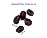 Rauhocereus riosaniensis HF.jpg